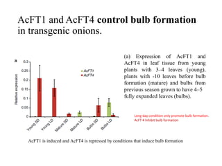 AcFT1 and AcFT4 control bulb formation
in transgenic onions.
(a) Expression of AcFT1 and
AcFT4 in leaf tissue from young
plants with 3–4 leaves (young),
plants with -10 leaves before bulb
formation (mature) and bulbs from
previous season grown to have 4–5
fully expanded leaves (bulbs).
AcFT1 is induced and AcFT4 is repressed by conditions that induce bulb formation
Long day condition only promote bulb formation.
AcFT 4 Inhibit bulb formation
 