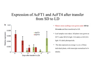 Expression of AcFT1 and AcFT4 after transfer
from SD to LD
• Mature onion seedlings were grown under SD for
14 weeks and then transferred to LD.
• Leaf samples were taken. All plants were grown at
20 ºC under SD (8 h light: 16 h dark) or LD (16 h
light: 8 h dark) photoperiods.
• The data represent an average ±s.e.m. of three
individual plants, with transcripts normalized to b-
tubulin.
 