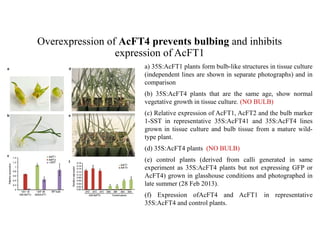 Overexpression of AcFT4 prevents bulbing and inhibits
expression of AcFT1
• a) 35S:AcFT1 plants form bulb-like structures in tissue culture
(independent lines are shown in separate photographs) and in
comparison
• (b) 35S:AcFT4 plants that are the same age, show normal
vegetative growth in tissue culture. (NO BULB)
• (c) Relative expression of AcFT1, AcFT2 and the bulb marker
1-SST in representative 35S:AcFT41 and 35S:AcFT4 lines
grown in tissue culture and bulb tissue from a mature wild-
type plant.
• (d) 35S:AcFT4 plants (NO BULB)
• (e) control plants (derived from calli generated in same
experiment as 35S:AcFT4 plants but not expressing GFP or
AcFT4) grown in glasshouse conditions and photographed in
late summer (28 Feb 2013).
• (f) Expression ofAcFT4 and AcFT1 in representative
35S:AcFT4 and control plants.
 