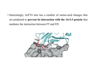 • Interestingly, AcFT4 also has a number of amino-acid changes that
are predicted to prevent its interaction with the 14-3-3 protein that
mediates the interaction between FT and FD
 