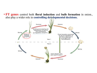 • FT genes control both floral induction and bulb formation in onion.,
also play a wider role in controlling developmental decisions.
 