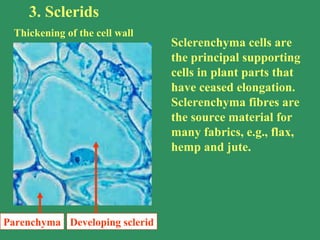 3. Sclerids
Thickening of the cell wall
Parenchyma Developing sclerid
Sclerenchyma cells are
the principal supporting
cells in plant parts that
have ceased elongation.
Sclerenchyma fibres are
the source material for
many fabrics, e.g., flax,
hemp and jute.
 