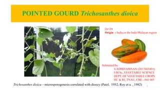 POINTED GOURD Trichosanthes dioica
1Trichosanthes dioica – microsporogenesis correlated with dioecy (Patel, 1952; Roy et a. , 1982)
2n=24
Origin : India or the Indo-Malayan region
Submitted by
S.ADHIYAMAAN (2017603401)
I-M.Sc.,VEGETABLE SCIENCE
DEPT. OF VEGETABLE CROPS
HC & RI, TNAU, CBE.- 641 003
 