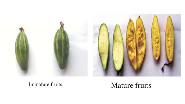 Pointed Gourd