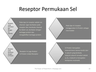 Reseptor Permukaan Sel
The Power of PowerPoint | thepopp.com 10
Pada tipe ini reseptor adalah ion
channel. Ligan berikatan pada
reseptor dan membuka channel
ke dalam sel, berikatan dengan
berbagai protein dan
mengaktifkan berbagai protein.
Reseptor ini juga disebut
G-Protein Linked Receptor
Pada tipe ini reseptor
menggunakan G-Protein sebagai
intermediet
G-Protein merupakan
heterotrimeric karena terdiri dari
3 subunit yang berbeda.
Subunit-subunit tersebut adalah
α, β, y. Subunit α merupakan
komponen enzimatik.
Reseptor
yang
berhubun
gan
dengan
ion
channel
Reseptor
yang
berkaitan
dengan
G-Protein
 