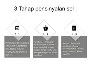3 Tahap pensinyalan sel :
• 1
Penerimaan ( Reception )
adalah ketika sel target
mendeteksi molekul
sinyal yang berasal dari
luar sel.
• 2
Transduksi ( Transduction )
adalah pengikatan molekul
sinyal mengubah protein
reseptor dengan suatu cara,
sehingga menginisiasi proses
transduksi.
• 3
Respon ( Response )
adalah sinyal yang
ditransduksikan akhirnya
memicu respon seluler
spesifik.
 