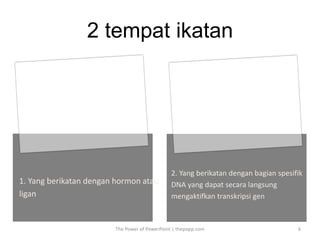 2 tempat ikatan
The Power of PowerPoint | thepopp.com 6
1. Yang berikatan dengan hormon atau
ligan
2. Yang berikatan dengan bagian spesifik
DNA yang dapat secara langsung
mengaktifkan transkripsi gen
 