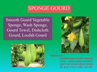 Smooth Gourd Vegetable
Sponge, Wash Sponge,
Gourd Towel, Dishcloth
Gourd, Loofah Gourd
SPONGE GOURD
Submitted by
S.ADHIYAMAAN (2017603401)
I-M.Sc. VEGETABLE SCIENCE
DEPT. OF VEGETABLE CROPS
HC & RI, TNAU, CBE.- 641 003
 