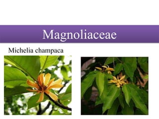 Magnoliaceae
Michelia champaca
 