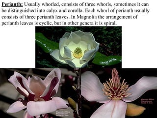 Perianth: Usually whorled, consists of three whorls, sometimes it can
be distinguished into calyx and corolla. Each whorl of perianth usually
consists of three perianth leaves. In Magnolia the arrangement of
perianth leaves is cyclic, but in other genera it is spiral.
 