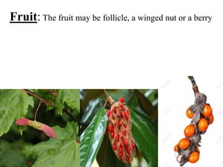 Fruit: The fruit may be follicle, a winged nut or a berry
 