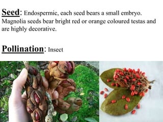 Seed: Endospermic, each seed bears a small embryo.
Magnolia seeds bear bright red or orange coloured testas and
are highly decorative.
Pollination: Insect
 