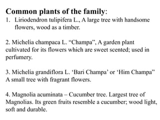 Common plants of the family:
1. Liriodendron tulipifera L., A large tree with handsome
flowers, wood as a timber.
2. Michelia champaca L. “Champa”, A garden plant
cultivated for its flowers which are sweet scented; used in
perfumery.
3. Michelia grandiflora L. ‘Bari Champa’ or ‘Him Champa”
A small tree with fragrant flowers.
4. Magnolia acuminata – Cucumber tree. Largest tree of
Magnolias. Its green fruits resemble a cucumber; wood light,
soft and durable.
 