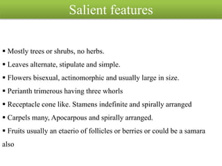 Salient features
 Mostly trees or shrubs, no herbs.
 Leaves alternate, stipulate and simple.
 Flowers bisexual, actinomorphic and usually large in size.
 Perianth trimerous having three whorls
 Receptacle cone like. Stamens indefinite and spirally arranged
 Carpels many, Apocarpous and spirally arranged.
 Fruits usually an etaerio of follicles or berries or could be a samara
also
 