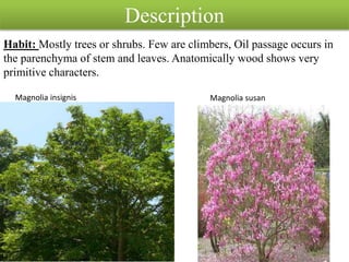 Description
Habit: Mostly trees or shrubs. Few are climbers, Oil passage occurs in
the parenchyma of stem and leaves. Anatomically wood shows very
primitive characters.
Magnolia insignis Magnolia susan
 