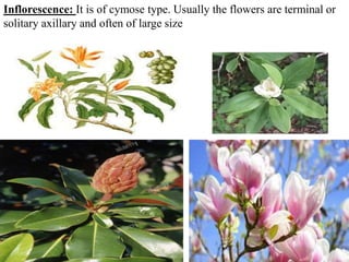 Inflorescence: It is of cymose type. Usually the flowers are terminal or
solitary axillary and often of large size
 