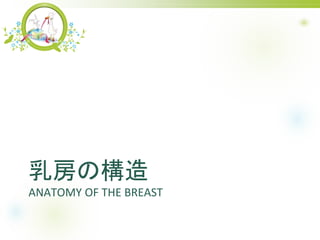 鷿Θ
ANATOMY OF THE BREAST
 