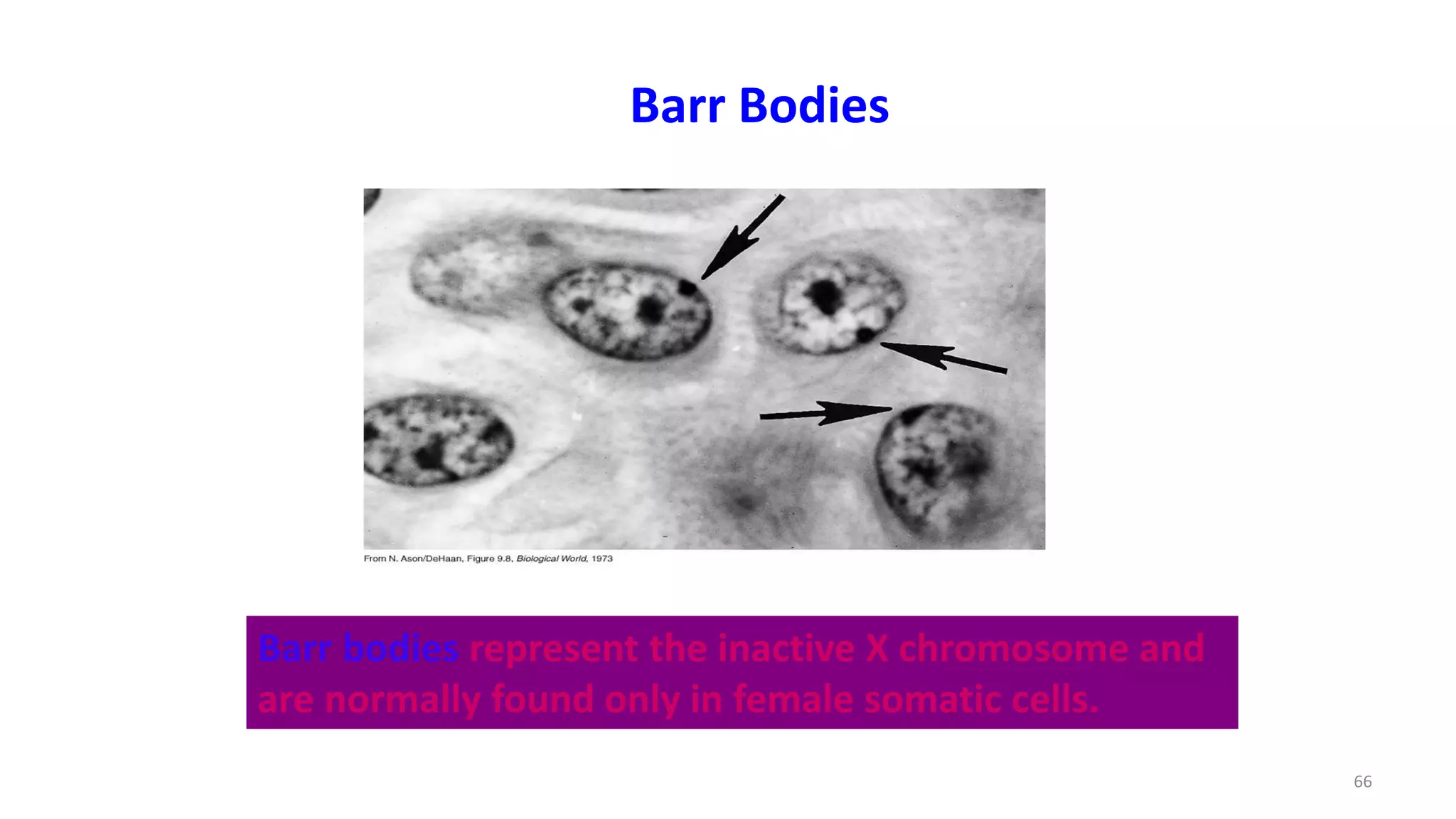 Barr bodies represent the inactive X chromosome and
are normally found only in female somatic cells.
Barr Bodies
66
 