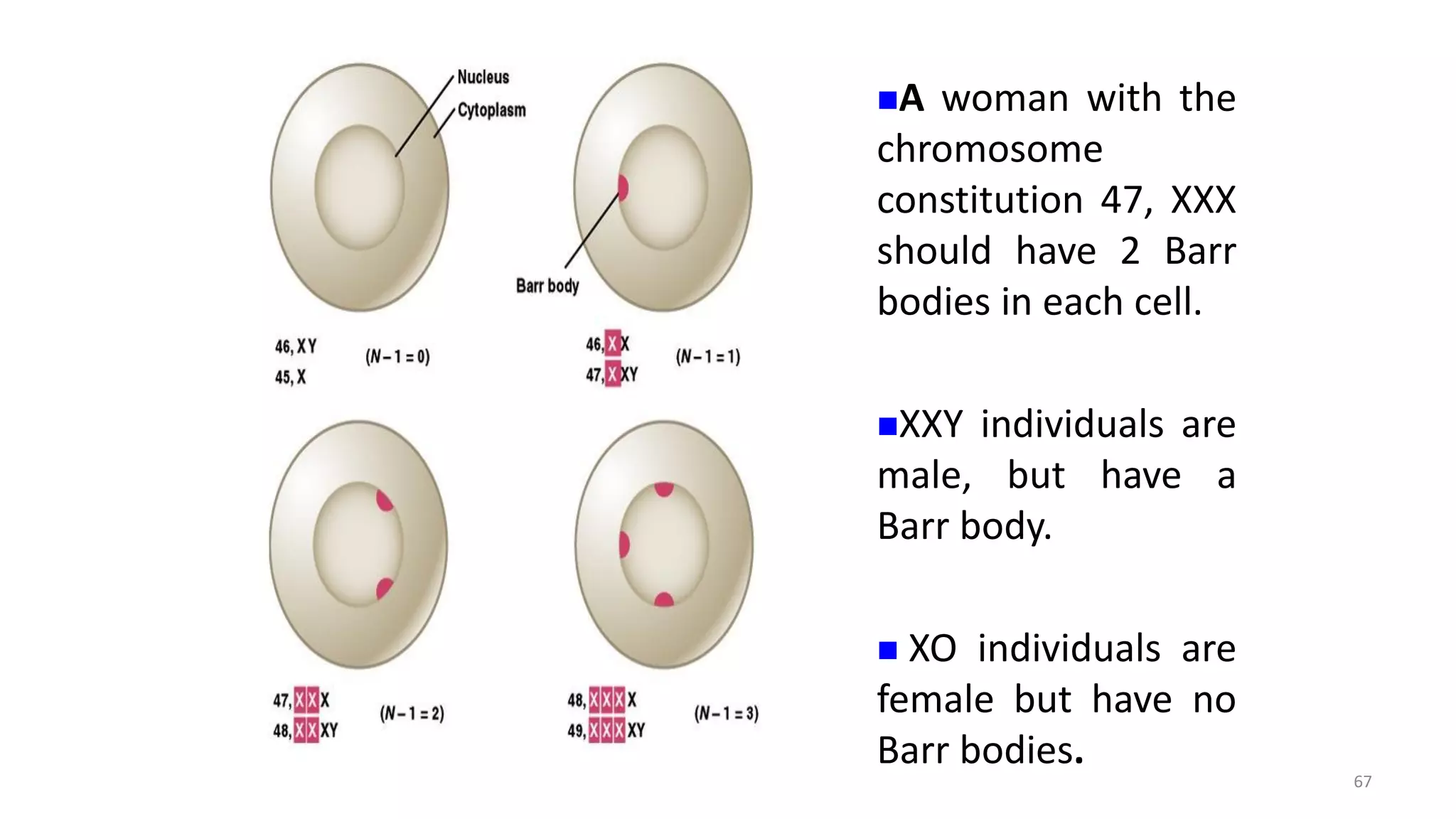 A woman with the
chromosome
constitution 47, XXX
should have 2 Barr
bodies in each cell.
XXY individuals are
male, but have a
Barr body.
 XO individuals are
female but have no
Barr bodies.
67
 