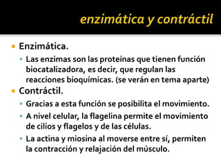  Enzimática.
 Las enzimas son las proteínas que tienen función
biocatalizadora, es decir, que regulan las
reacciones bioquímicas. (se verán en tema aparte)
 Contráctil.
 Gracias a esta función se posibilita el movimiento.
 A nivel celular, la flagelina permite el movimiento
de cilios y flagelos y de las células.
 La actina y miosina al moverse entre sí, permiten
la contracción y relajación del músculo.
 