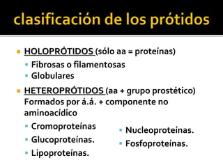  HOLOPRÓTIDOS (sólo aa = proteínas)
 Fibrosas o filamentosas
 Globulares
 HETEROPRÓTIDOS (aa + grupo prostético)
Formados por á.á. + componente no
aminoacídico
 Cromoproteínas
 Glucoproteínas.
 Lipoproteínas.
 Nucleoproteínas.
 Fosfoproteínas.
 