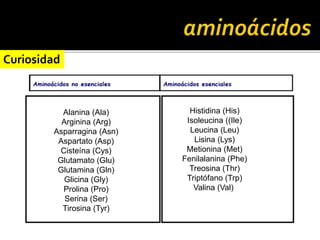 Alanina (Ala)
Arginina (Arg)
Asparragina (Asn)
Aspartato (Asp)
Cisteína (Cys)
Glutamato (Glu)
Glutamina (Gln)
Glicina (Gly)
Prolina (Pro)
Serina (Ser)
Tirosina (Tyr)
Histidina (His)
Isoleucina ((Ile)
Leucina (Leu)
Lisina (Lys)
Metionina (Met)
Fenilalanina (Phe)
Treosina (Thr)
Triptófano (Trp)
Valina (Val)
Curiosidad
 