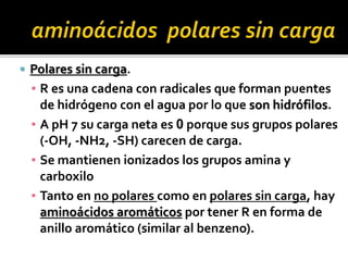  Polares sin carga.
▪ R es una cadena con radicales que forman puentes
de hidrógeno con el agua por lo que son hidrófilos.
▪ A pH 7 su carga neta es 0 porque sus grupos polares
(-OH, -NH2, -SH) carecen de carga.
▪ Se mantienen ionizados los grupos amina y
carboxilo
▪ Tanto en no polares como en polares sin carga, hay
aminoácidos aromáticos por tener R en forma de
anillo aromático (similar al benzeno).
 
