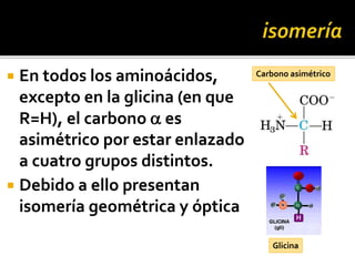  En todos los aminoácidos,
excepto en la glicina (en que
R=H), el carbono a es
asimétrico por estar enlazado
a cuatro grupos distintos.
 Debido a ello presentan
isomería geométrica y óptica
Carbono asimétrico
Glicina
 