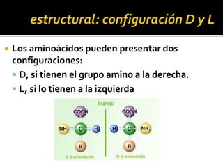  Los aminoácidos pueden presentar dos
configuraciones:
 D, si tienen el grupo amino a la derecha.
 L, si lo tienen a la izquierda
 