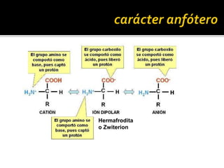 Hermafrodita
o Zwiterion
 