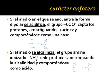  Si el medio en el que se encuentra la forma
dipolar se acidifica, el grupo –COO- capta los
protones, amortiguando la acidez y
comportándose como una base.
 Si el medio se alcaliniza, el grupo amino
ionizado –NH3
+ cede protones amortiguando
la alcalinidad y comportándose
como ácido.
 