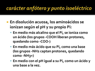  En disolución acuosa, los aminoácidos se
ionizan según el pH y su propio Pi:
 En medio más alcalino que el Pi, se ioniza como
un ácido (los grupos -COOH liberan protones,
quedando como -COO-)
 En medio más ácido que su Pi, como una base
(los grupos -NH2 captan protones, quedando
como -NH3+)
 En medio con el pH igual a su Pi, como un ácido y
una base a la vez.
 