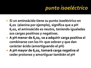  Si un aminoácido tiene su punto isoeléctrico en
6,02 (alanina por ejemplo), significa que a pH
6,02, el aminoácido es neutro, teniendo igualadas
sus cargas positivas y negativas.
 A pH menor de 6,02, va a adquirir carga positiva al
combinarse con los H+ que sobran y que dan
carácter ácido (amortiguando el pH)
 A pH mayor de 6,02, tomará carga negativa al
ceder protones y amortiguar también el pH
 
