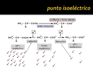 pH <
isoeléctrico
pH > 7
pH >
isoeléctrico
Punto
isoeléctrico
 