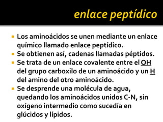  Los aminoácidos se unen mediante un enlace
químico llamado enlace peptídico.
 Se obtienen así, cadenas llamadas péptidos.
 Se trata de un enlace covalente entre elOH
del grupo carboxilo de un aminoácido y un H
del amino del otro aminoácido.
 Se desprende una molécula de agua,
quedando los aminoácidos unidos C-N, sin
oxígeno intermedio como sucedía en
glúcidos y lípidos.
 