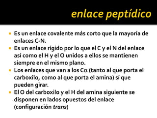  Es un enlace covalente más corto que la mayoría de
enlaces C-N.
 Es un enlace rígido por lo que el C y el N del enlace
así como el H y el O unidos a ellos se mantienen
siempre en el mismo plano.
 Los enlaces que van a los Ca (tanto al que porta el
carboxilo, como al que porta el amina) sí que
pueden girar.
 El O del carboxilo y el H del amina siguiente se
disponen en lados opuestos del enlace
(configuración trans)
 