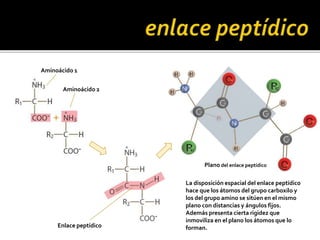 Aminoácido 1
Aminoácido 2
Enlace peptídico
Plano del enlace peptídico
La disposición espacial del enlace peptídico
hace que los átomos del grupo carboxilo y
los del grupo amino se sitúen en el mismo
plano con distancias y ángulos fijos.
Además presenta cierta rigidez que
inmoviliza en el plano los átomos que lo
forman.
 