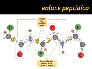 Planos del enlace
peptídico (sin
capacidad de giro)
Enlaces
con
capacidad
de giro
 