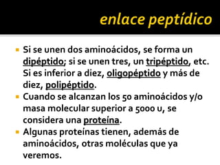  Si se unen dos aminoácidos, se forma un
dipéptido; si se unen tres, un tripéptido, etc.
Si es inferior a diez, oligopéptido y más de
diez, polipéptido.
 Cuando se alcanzan los 50 aminoácidos y/o
masa molecular superior a 5000 u, se
considera una proteína.
 Algunas proteínas tienen, además de
aminoácidos, otras moléculas que ya
veremos.
 