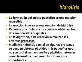  La formación del enlace peptídico es una reacción
reversible.
 La reacción inversa es una reacción de hidrólisis.
 Requiere una molécula de agua y se obtienen los
dos aminoácidos originales.
 En la digestión, esta reacción la realizan las
enzimas proteasas.
 Mediante hidrólisis parcial de algunas proteínas
se pueden obtener péptidos más pequeños que
no son proteínas, aunque hay péptidos naturales
como la insulina que tienen funciones muy
importantes.
 