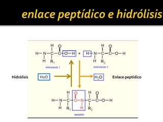 H2OHidrólisis Enlace peptídico
 
