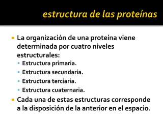  La organización de una proteína viene
determinada por cuatro niveles
estructurales:
 Estructura primaria.
 Estructura secundaria.
 Estructura terciaria.
 Estructura cuaternaria.
 Cada una de estas estructuras corresponde
a la disposición de la anterior en el espacio.
 