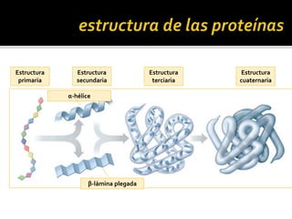 Estructura
primaria
Estructura
terciaria
Estructura
cuaternaria
Estructura
secundaria
α-hélice
β-lámina plegada
 