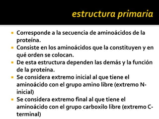  Corresponde a la secuencia de aminoácidos de la
proteína.
 Consiste en los aminoácidos que la constituyen y en
qué orden se colocan.
 De esta estructura dependen las demás y la función
de la proteína.
 Se considera extremo inicial al que tiene el
aminoácido con el grupo amino libre (extremo N-
inicial)
 Se considera extremo final al que tiene el
aminoácido con el grupo carboxilo libre (extremo C-
terminal)
 
