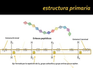 Extremo N-inicial
ExtremoC-terminal
Eje formado por la repetición de Ca, grupo carboxílico y grupo aminas que se repiten
Enlaces peptídicos
 
