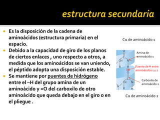  Es la disposición de la cadena de
aminoácidos (estructura primaria) en el
espacio.
 Debido a la capacidad de giro de los planos
de ciertos enlaces , uno respecto a otros, a
medida que los aminoácidos se van uniendo,
el péptido adopta una disposición estable.
 Se mantiene por puentes de hidrógeno
entre el –H del grupo amina de un
aminoácido y =O del carboxilo de otro
aminoácido que queda debajo en el giro o en
el pliegue .
Ca de aminoácido 1
Ca de aminoácido 2
Amina de
aminoácido 1
Carboxilo de
aminoácido 2
Puente de H entre
aminoácidos 1 y 2
 