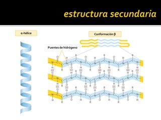 α-hélice Conformación β
Puentes de hidrógeno
 