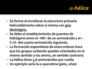  Se forma al enrollarse la estructura primaria
helicoidalmente sobre sí misma con giro
dextrógiro.
 Se debe al establecimiento de puentes de
hidrógeno entre el –NH- de un aminoácido y el –
C=O- del cuarto aminoácido siguiente.
 La formación espontánea de estos enlaces hace
que los grupos carboxilo queden orientados en el
mismo sentido y los amino, en sentido contrario.
 La hélice tiene 3,6 aminoácidos por vuelta
 Un ejemplo sería la a-queratina (pelo, uñas)
 