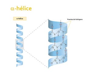 α-hélice Puentes de hidrógeno
 