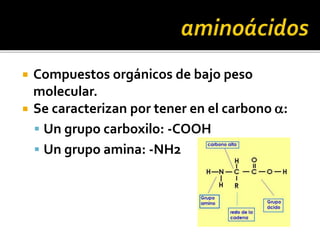  Compuestos orgánicos de bajo peso
molecular.
 Se caracterizan por tener en el carbono a:
 Un grupo carboxilo: -COOH
 Un grupo amina: -NH2
 